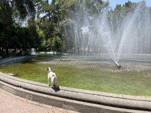 Plaza Luis Cabera dog fountain
